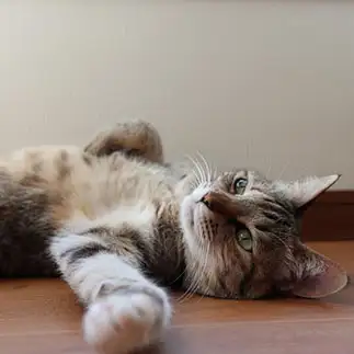 遠い目すぎるネコ　　モコネコさん