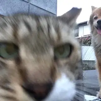 主張が激しすぎるネコ　　すーちゃんさん