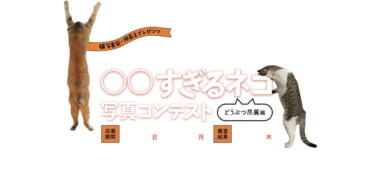 猫写真家・沖昌之プレゼンツ 通販生活×丸山晩霞記念館「どうぶつ尽展」コラボ企画！ ○○すぎるネコ 写真コンテスト[どうぶつ尽展編] 応募期間：2020年11月1日（日）～11月30日（月） 審査結果：2020年12月10日（木）