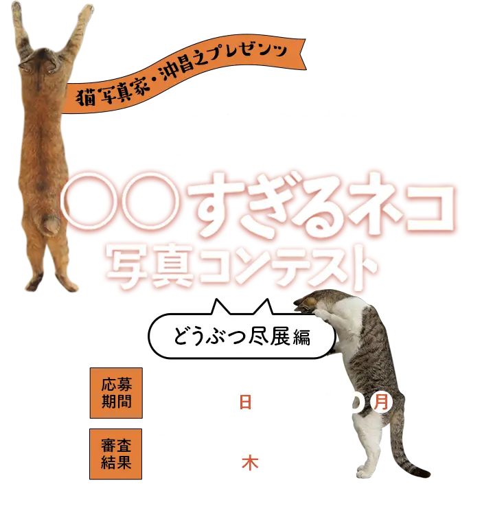 猫写真家・沖昌之プレゼンツ 通販生活×丸山晩霞記念館「どうぶつ尽展」コラボ企画！ ○○すぎるネコ 写真コンテスト[どうぶつ尽展編] 応募期間：2020年11月1日（日）～11月30日（月） 審査結果：2020年12月10日（木）