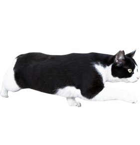 8時だよ 通販生活 19年1月のコンテスト結果 すぎる ネコ写真コンテスト 公式 カタログハウスの通販サイト