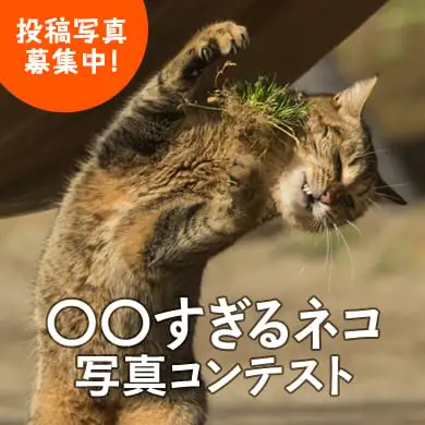 8時だよ 通販生活 沖昌之の すぎるネコ写真講座 すぎる ネコ写真コンテスト 公式 カタログハウスの通販サイト 8時だよ 通販生活 沖昌之の すぎるネコ写真講座 すぎる ネコ写真コンテスト 公式 カタログハウスの通販サイト