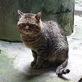 強面すぎるネコ　　吉川康彦さん