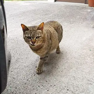 バランスが良すぎるネコ　　野良猫かのんさん