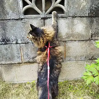 ファイト一発すぎるネコ　　野良猫かのんさん