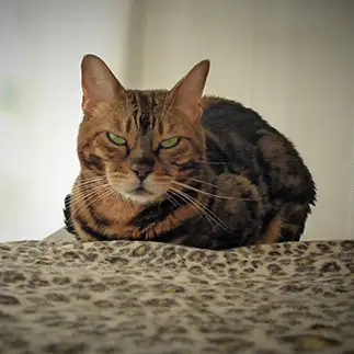 眼光と性格にギャップがありすぎるネコ　　ぱるまぶさん