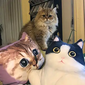 猫の上にたちたすぎるネコ　　ゆうこりんさん