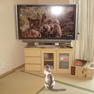 テレビ「ワイルドライフ」に夢中すぎるネコ　　春日居キャットさん