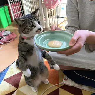 おやつが食べたすぎるネコ　　森田 政紀さん