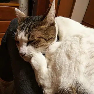 考え込みすぎるネコ　　十萌子さん