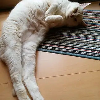 美脚すぎるネコ　　いわしまふじこさん