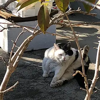 ダイエットに必死すぎるネコ　　手塚にゃおさん
