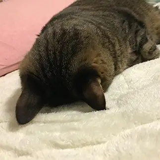 反省しすぎるネコ　　宮前恵妃さん