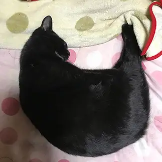 三日月すぎるネコ　　間瀬加奈さん