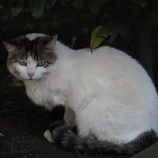 喉仏すごすぎるネコ　　ぐさん