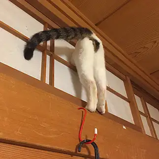 破天荒すぎるネコ　　まーこさん