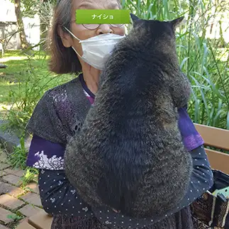 お尻が大きすぎるネコ　　りえさんさん