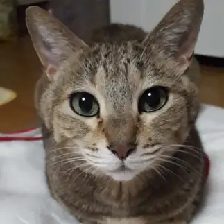 おすましさんすぎるネコ　　りえさんさん