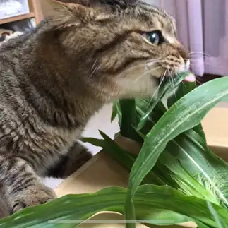 夢中すぎるネコ　　のんちゃんさん