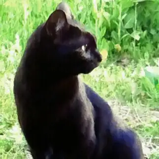 お散歩が好きすぎるネコ　　黒猫のちびさん