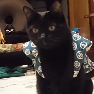行儀が良すぎるネコ　　黒猫のちびさん
