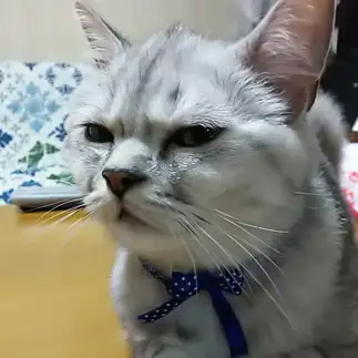 疲労感漂い過ぎるすぎるネコ　　なっちさん