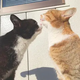 アゴの匂い気になりすぎるネコ　　たむさん