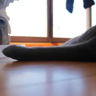 平和すぎるネコ　　ばりおさん