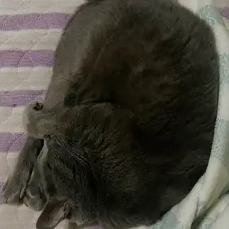 コンパクトすぎるネコ　　ばりおさん