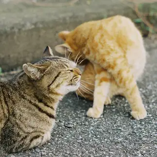 気持ち良すぎるネコ　　あるん。さん