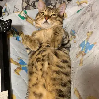 長すぎるネコ　　ぴんくかっぱさん