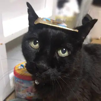 モンプチを食べたすぎるネコ　　猫好き丸さん