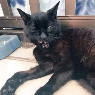 ワイルドすぎるネコ　　猫好き丸さん