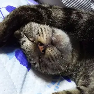 ラジオ体操中なのに眠すぎるネコ　　あいこさんさん