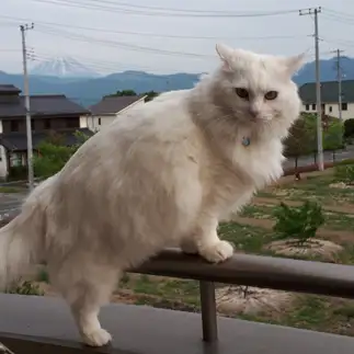 飛んでもいいですか!すぎるネコ　　飯嶋美香さん