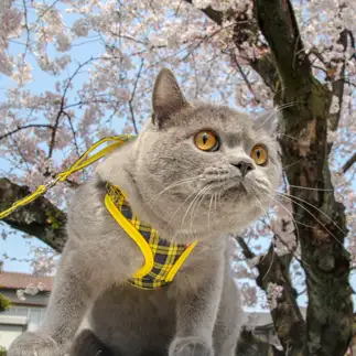 お花見どころじゃなさすぎるネコ　　ぽてぐみさん