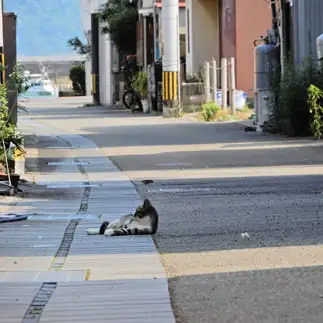 くつろぎすぎるネコ　　田上 幸喜さん