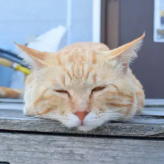 ねむすぎるネコ　　あやたろうさん