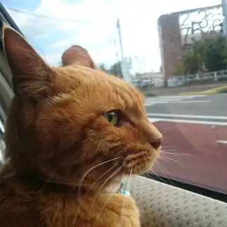 凛としすぎるネコ　　Sashaさん
