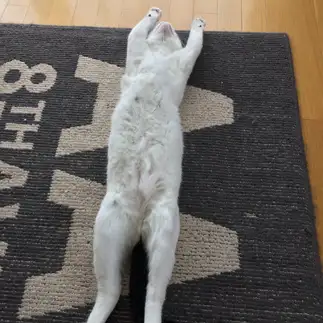 のびすぎるネコ　　ゆうたくさん