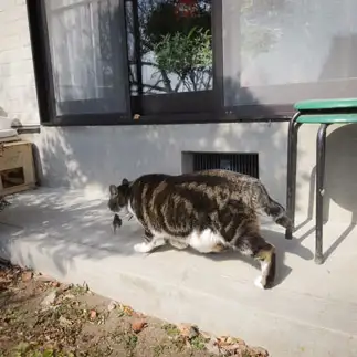 猫すぎるネコ　　鮎瀨正さん