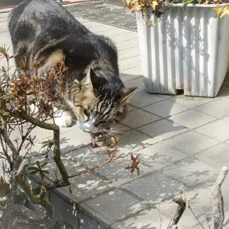ねこすぎるネコ　　鮎瀨正さん