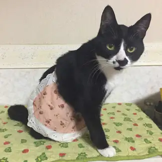 きっと家事が上手すぎるネコ　　あずきさん