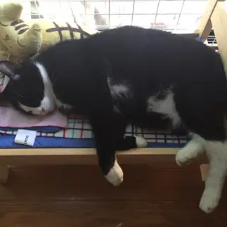シアワセ～すぎるネコ　　あずきさん