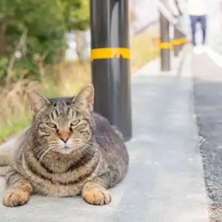 ふてぶてしすぎるネコ　　さかなさん