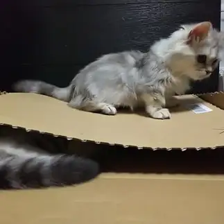 潰されすぎるネコ　　なっちなさん
