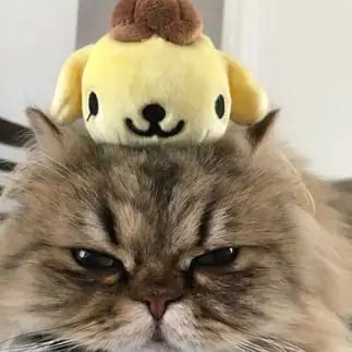遊ばれるねこすぎるネコ　　2番手さん