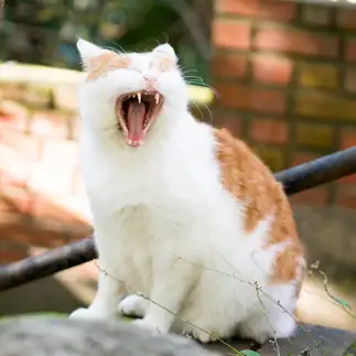 眠すぎるネコ　　カトウコトミさん
