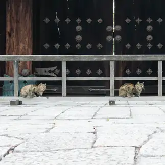 そっくりすぎるネコ　　カトウコトミさん