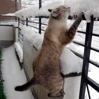 雪が好きすぎるネコ　　TAKUさん